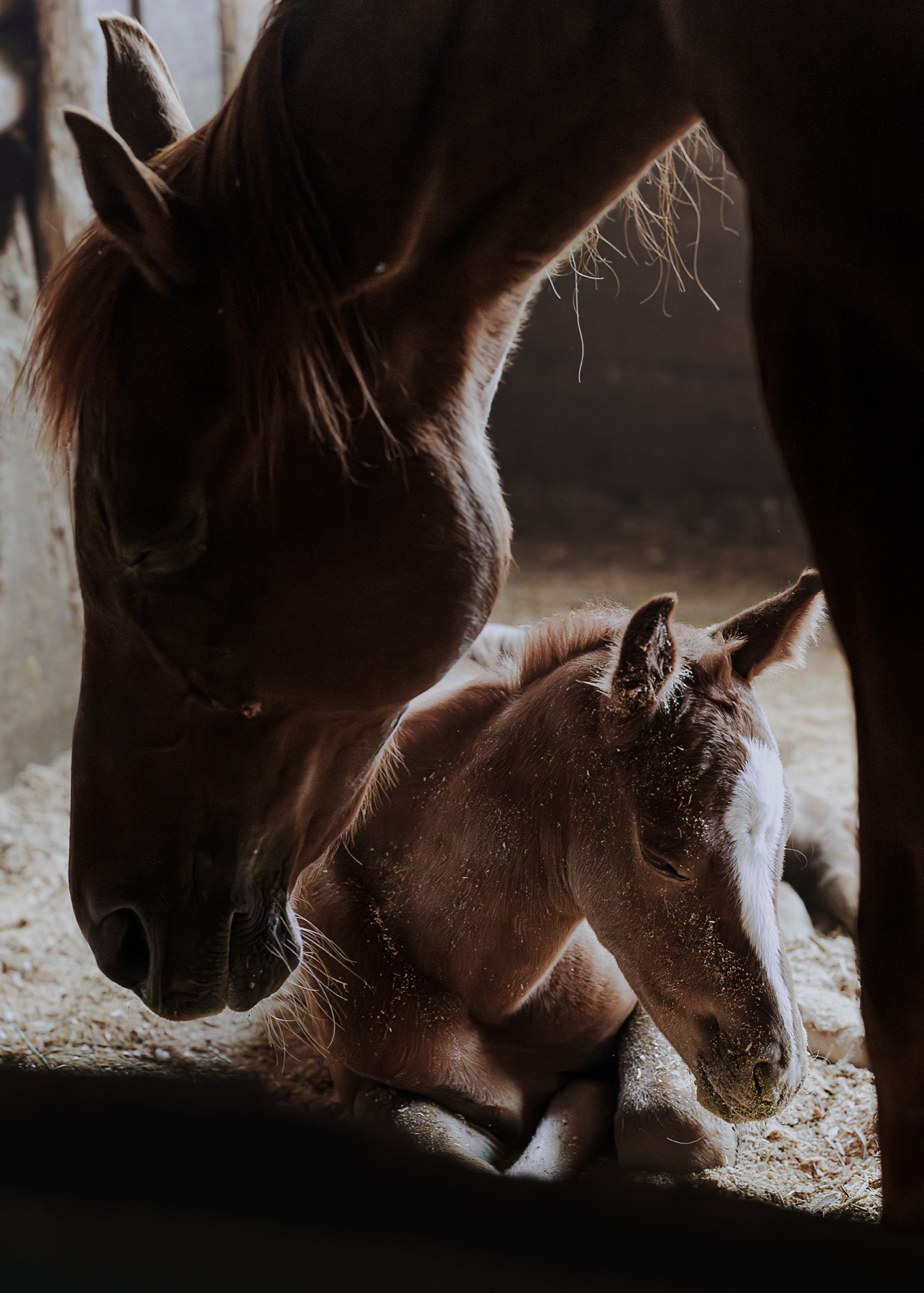 Foal sheltered by an older horse
