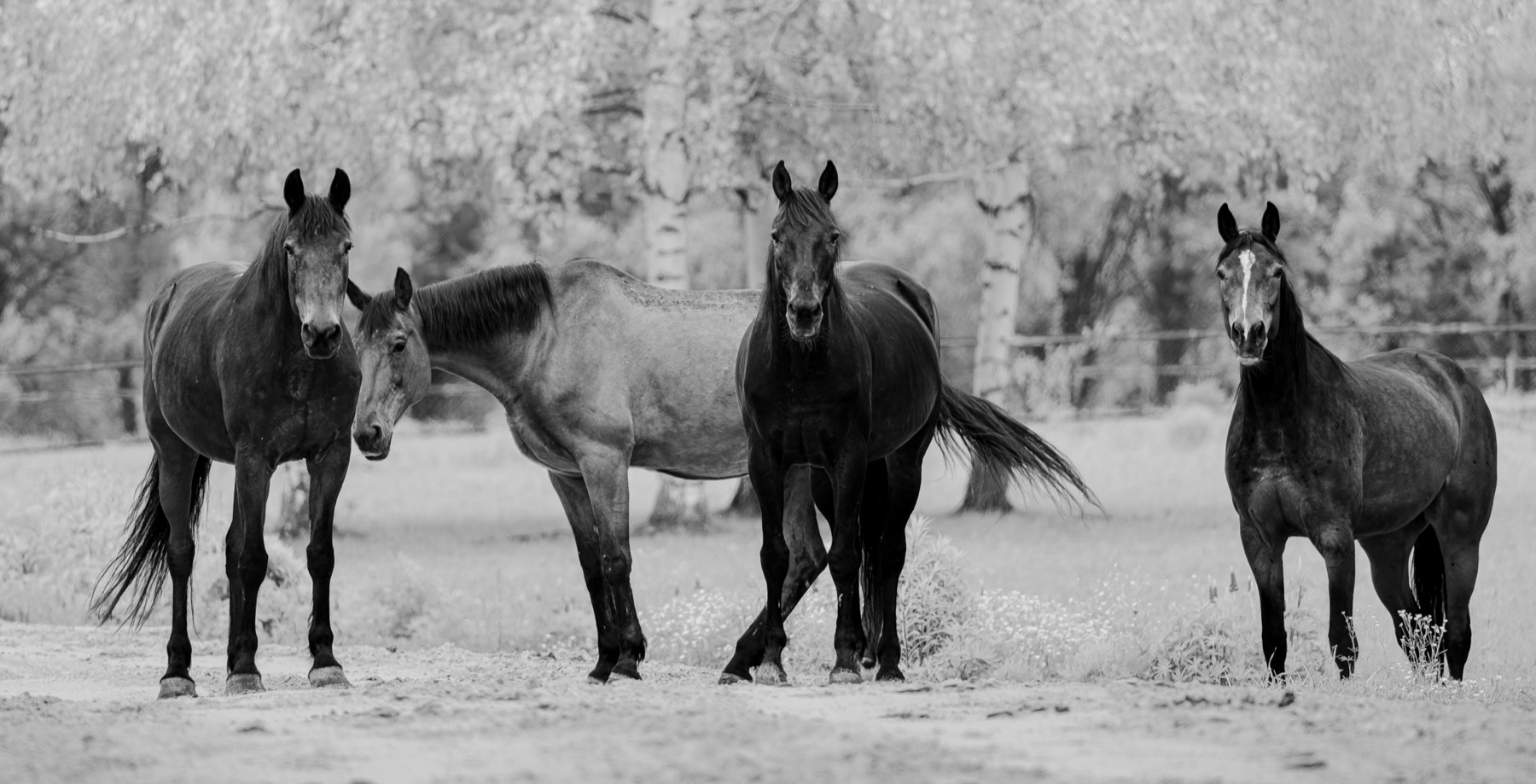 Herd geometry in winter