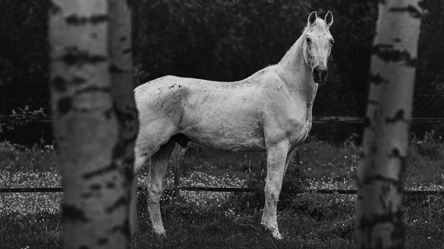 Black-and-white horse study from Danila Puznaev's portfolio