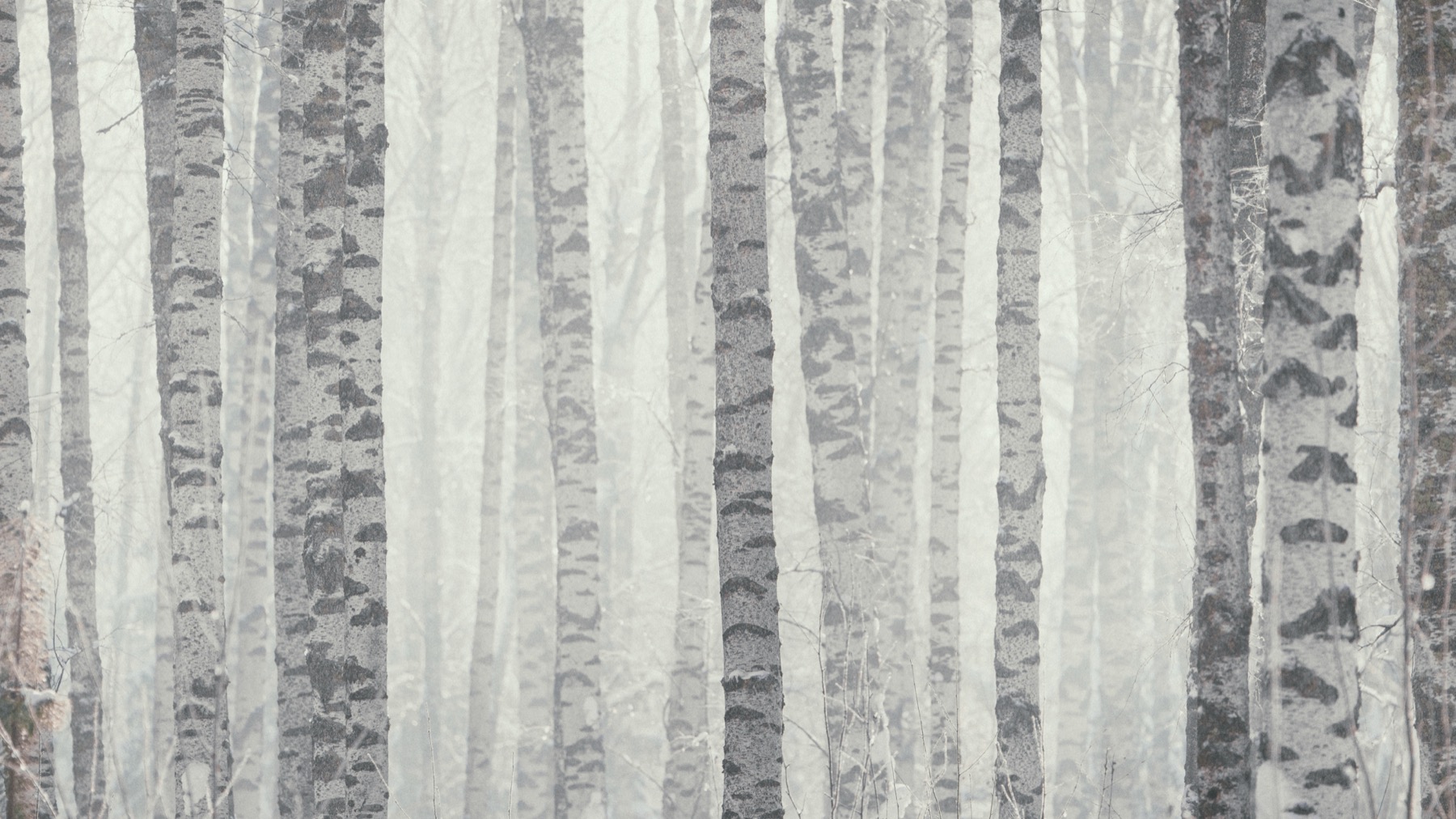 Fragments of Silence