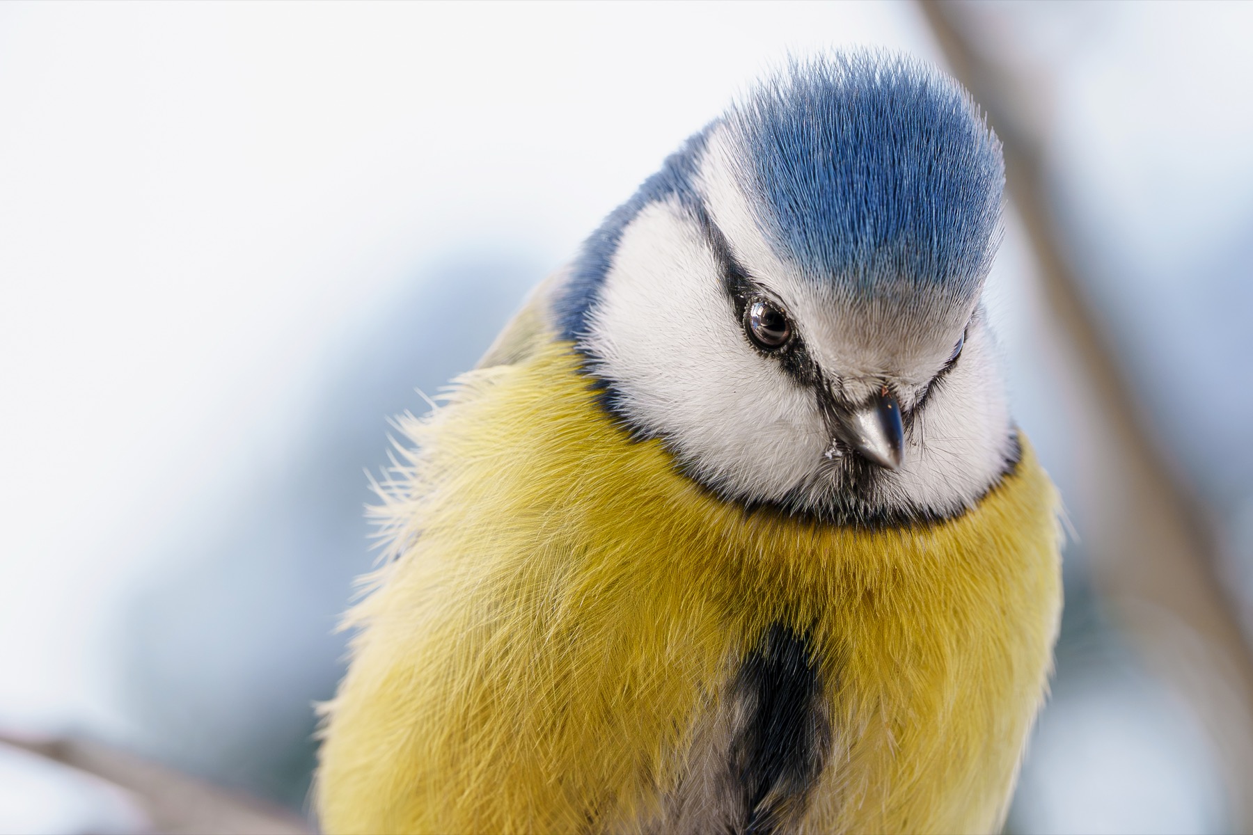 Small Birds, Big Character
