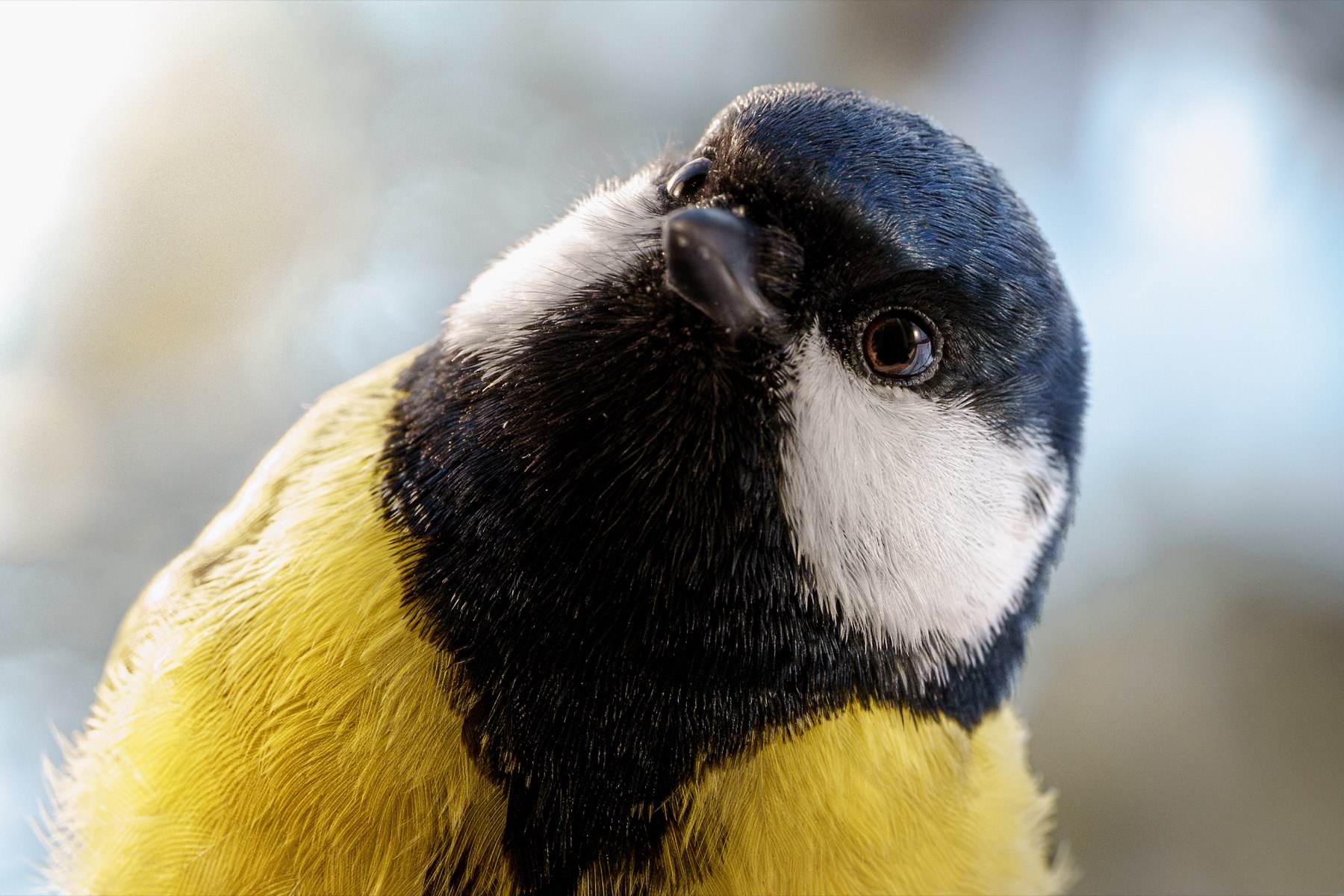 Great tit macro portrait leaning into the frame