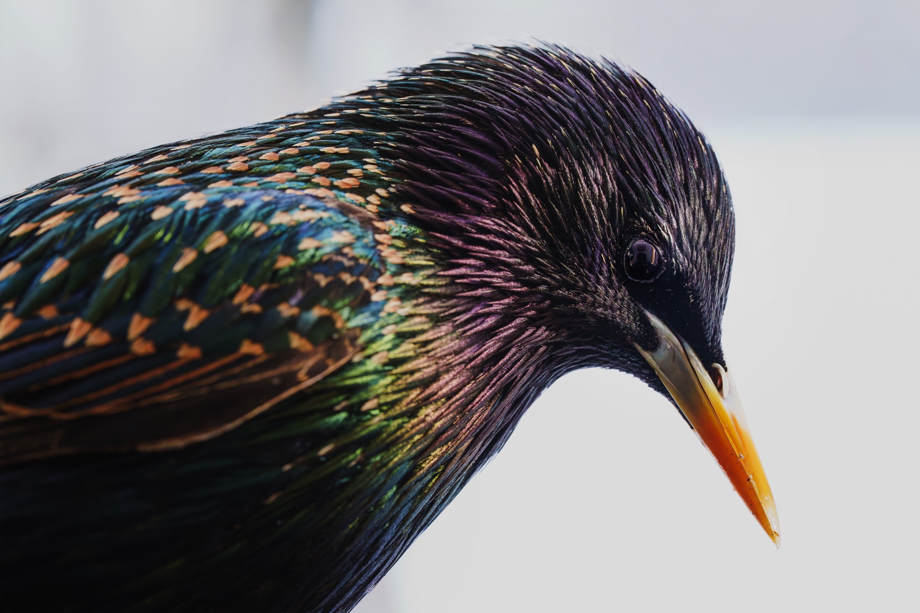 Iridescent starling in close profile