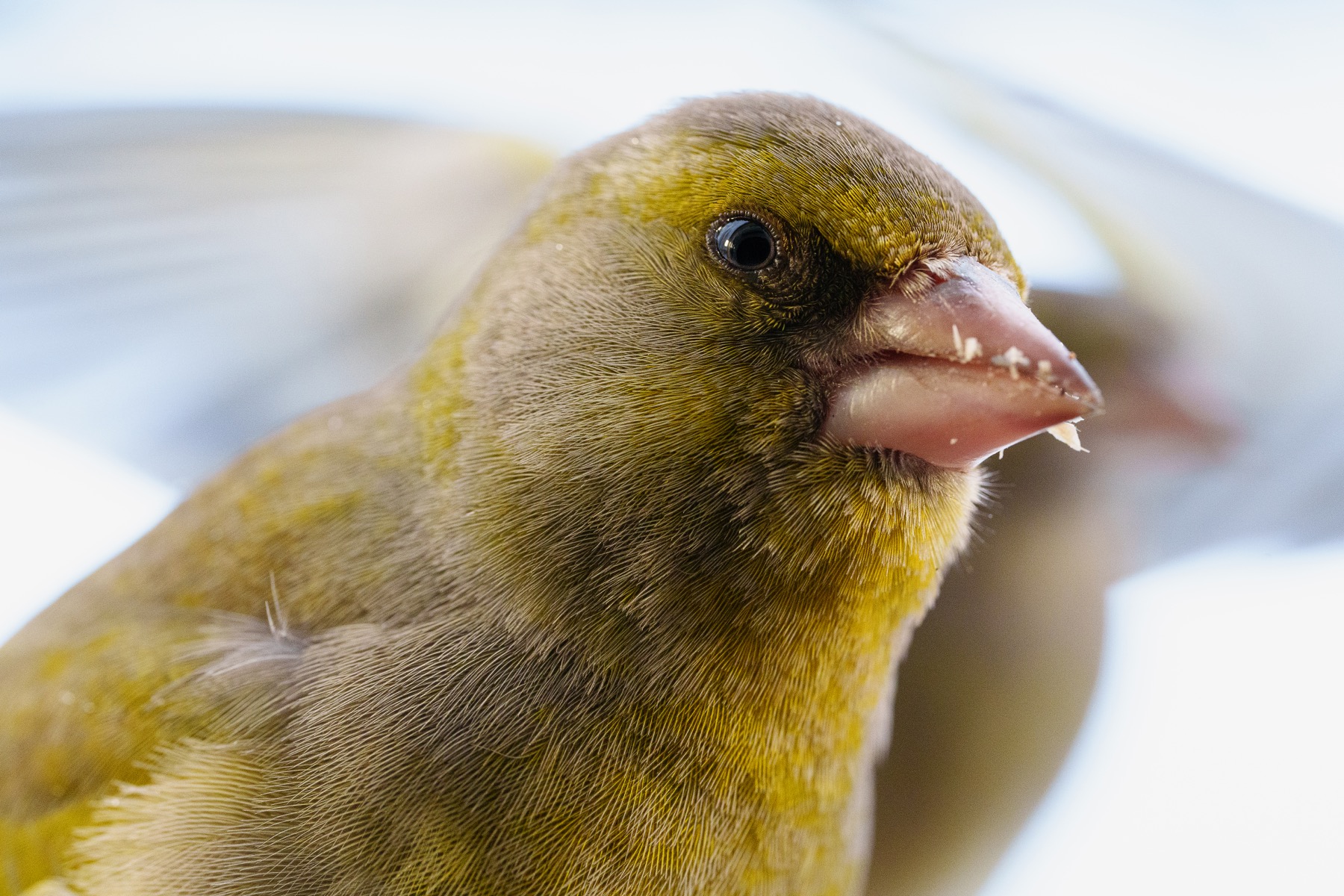 Greenfinch macro portrait close to the lens